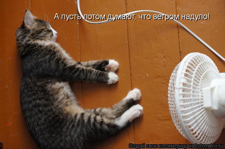 Котоматрица: А пусть потом думают, что ветром надуло!