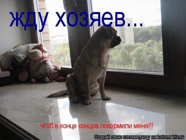 Котоматрица: чтоб в конце концов покормили меня!!! жду хозяев...