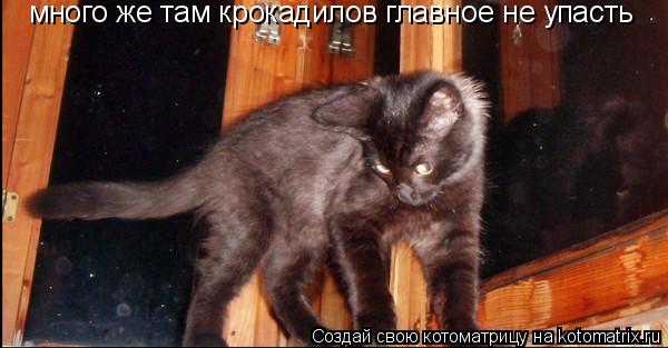 много же там крокадилов главное не упасть... Котоматрица: много же там крокадилов главное не упасть