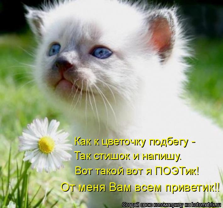 Как к цветочку подбегу - Так стишок и напишу. Вот такой вот я ПОЭТик! От меня Вам всем приветик!!... Котоматрица: Как к цветочку подбегу - Так стишок и напишу. Вот такой вот я ПОЭТик! От меня Вам всем приветик!!