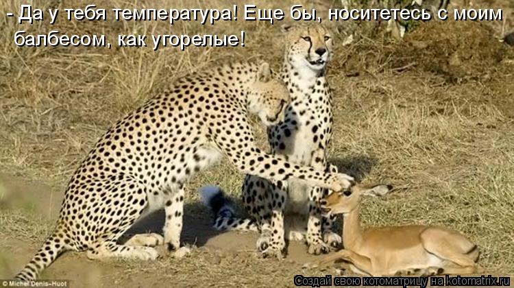 - Да у тебя температура! Еще бы, носитетесь с моим балбесом, как угорелые!... Котоматрица: - Да у тебя температура! Еще бы, носитетесь с моим балбесом, как угорелые!