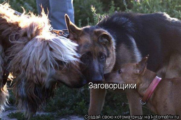 Заговорщики... Котоматрица: Заговорщики