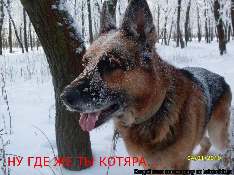 НУ ГДЕ ЖЕ ТЫ КОТЯРА....... Котоматрица: НУ ГДЕ ЖЕ ТЫ КОТЯРА....
