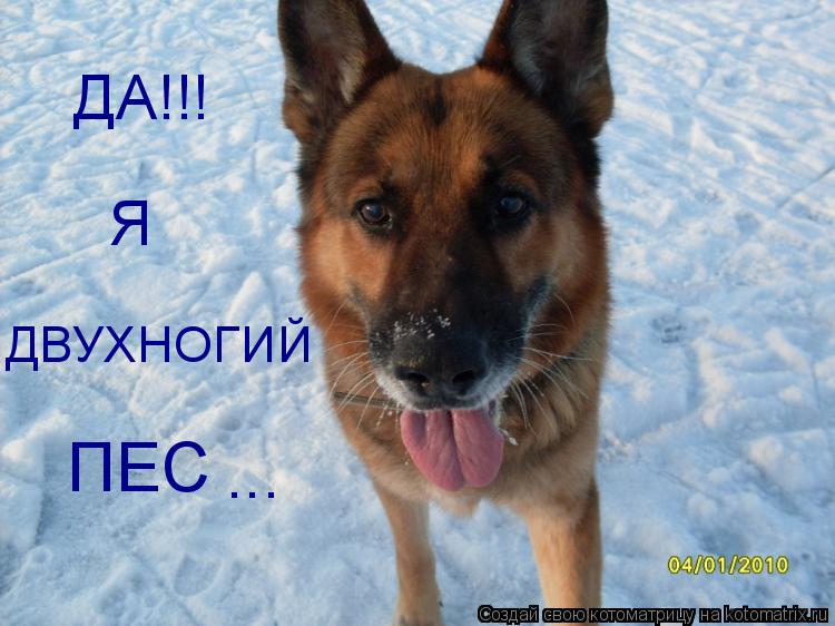 ДА!!! Я ДВУХНОГИЙ ПЕС ...... Котоматрица: ДА!!! Я ДВУХНОГИЙ ПЕС ...