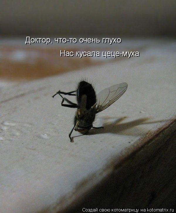 Доктор, что-то очень глухо Нас кусала цеце-муха... Котоматрица: Доктор, что-то очень глухо Нас кусала цеце-муха