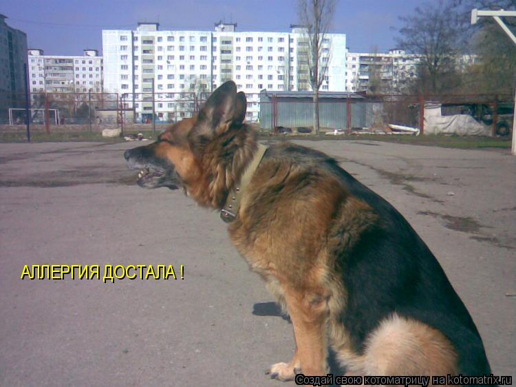 АЛЛЕРГИЯ ДОСТАЛА !... Котоматрица: АЛЛЕРГИЯ ДОСТАЛА !