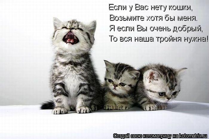 Я если Вы очень добрый, То вся наша тройня нужна! Возьмите хотя бы меня. Если у Вас нету кошки,... Котоматрица: Я если Вы очень добрый, То вся наша тройня нужна! Возьмите хотя бы меня. Если у Вас нету кошки,
