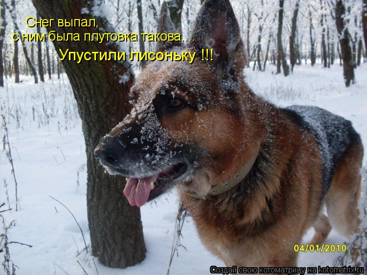 Снег выпал, с ним была плутовка такова.... Упустили лисоньку !!!... Котоматрица: Снег выпал, с ним была плутовка такова.... Упустили лисоньку !!!