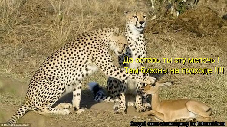 Да оставь ты эту мелочь ! Там бизоны на подходе !!!!... Котоматрица: Да оставь ты эту мелочь ! Там бизоны на подходе !!!!