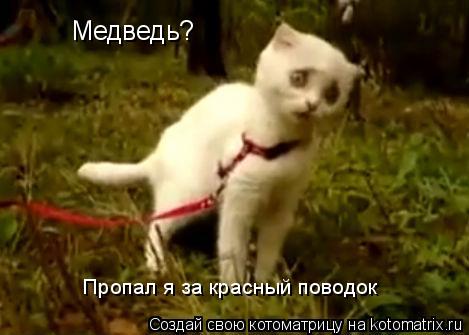 Медведь? Пропал я за красный поводок... Котоматрица: Медведь? Пропал я за красный поводок