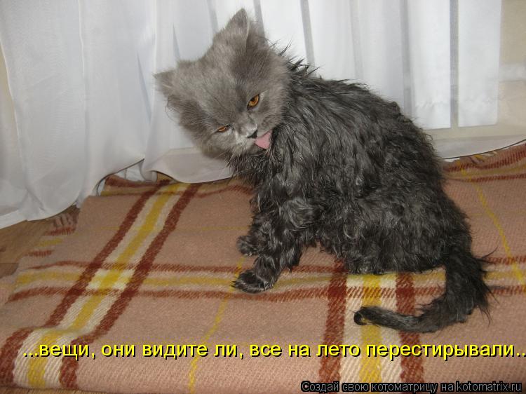 Котоматрица: ...вещи, они видите ли, все на лето перестирывали...