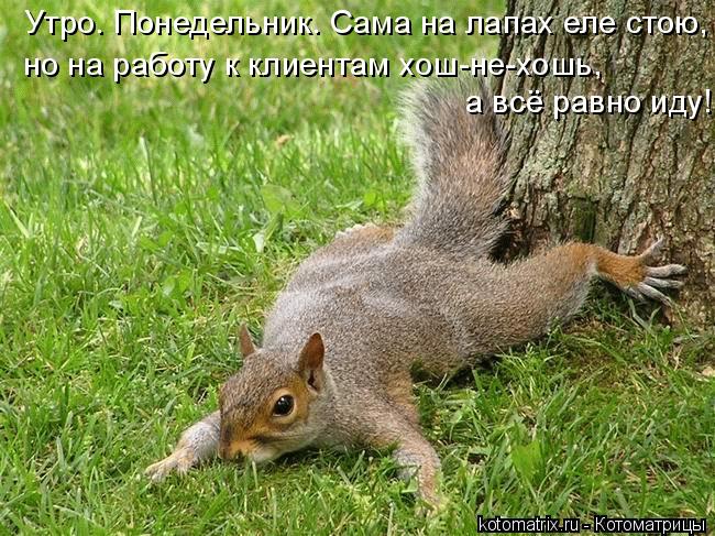 Утро. Понедельник. Сама на лапах еле стою, а всё равно иду! но на работу к клиентам хош-не-хошь,... Котоматрица: Утро. Понедельник. Сама на лапах еле стою, а всё равно иду! но на работу к клиентам хош-не-хошь,