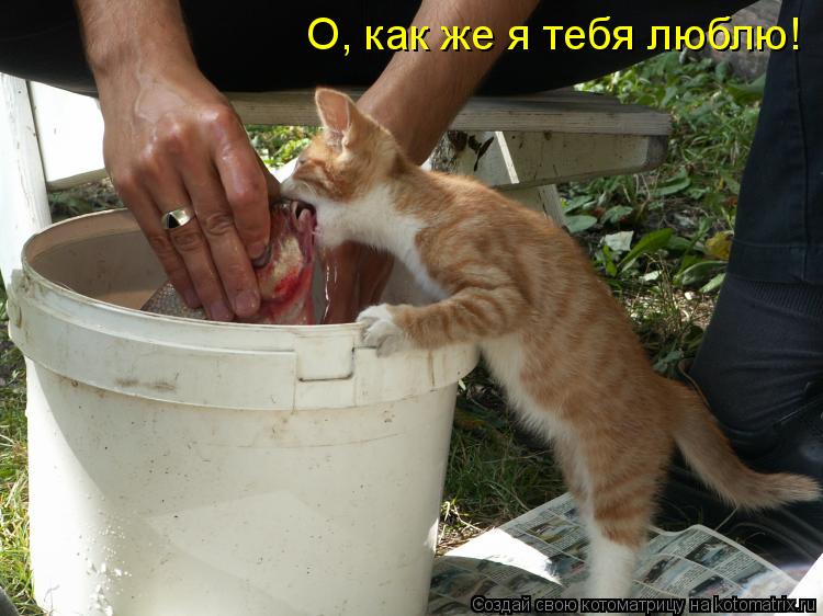 О, как же я тебя люблю!... Котоматрица: О, как же я тебя люблю!