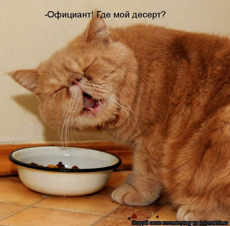 -Официант! Где мой десерт?... Котоматрица: -Официант! Где мой десерт?