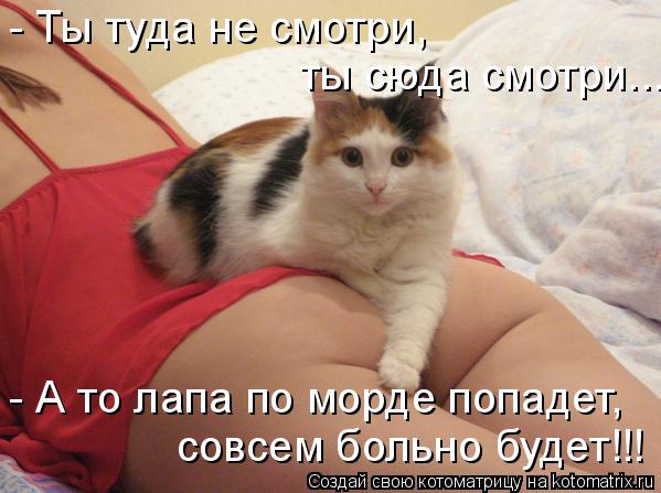 Котоматрица: - А то лапа по морде попадет, совсем больно будет!!! - Ты туда не смотри,  ты сюда смотри...