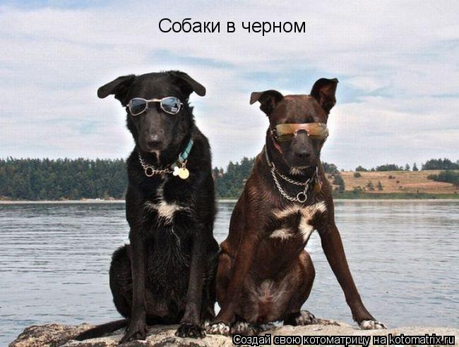 Собаки в черном... Котоматрица: Собаки в черном