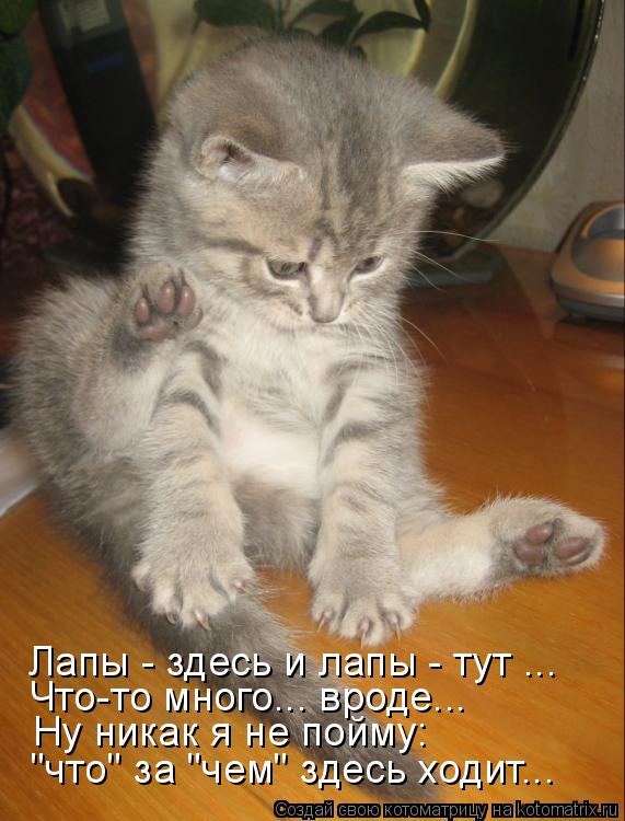 Лапы - здесь и лапы - тут ... Что-то много... вроде... Ну никак я не пойму: "что" за "чем" здесь ходи... Котоматрица: Лапы - здесь и лапы - тут ... Что-то много... вроде... Ну никак я не пойму: "что" за "чем" здесь ходит...