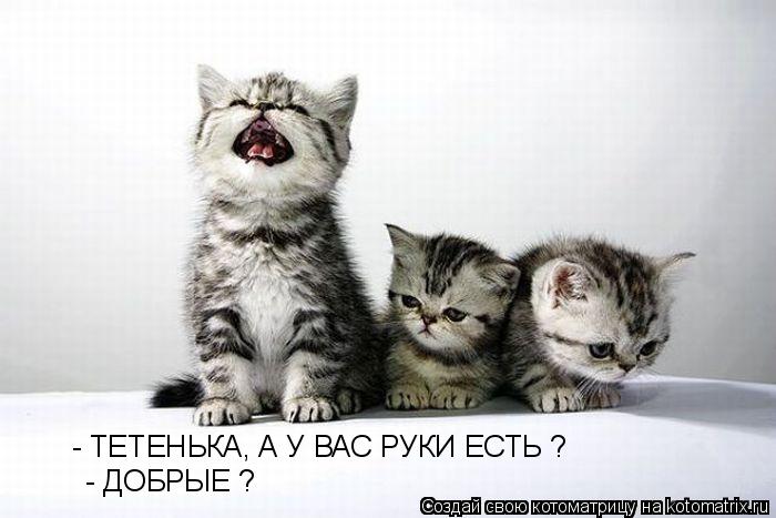Котоматрица: - ТЕТЕНЬКА, А У ВАС РУКИ ЕСТЬ ? - ДОБРЫЕ ?