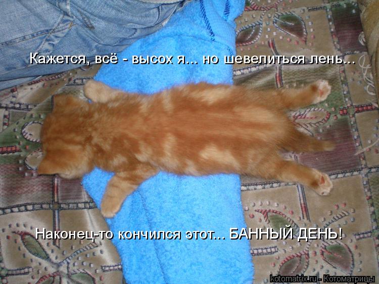 Котоматрица: Кажется, всё - высох я... но шевелиться лень... Наконец-то кончился этот... БАННЫЙ ДЕНЬ!