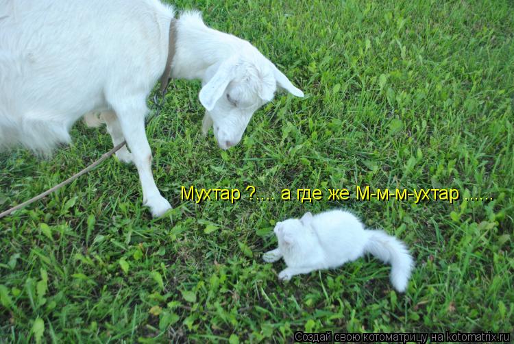 Котоматрица: Мухтар ?.... а где же М-м-м-ухтар ......