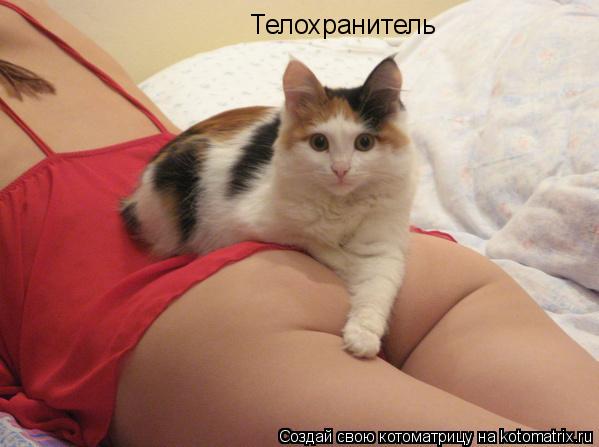 Котоматрица: Телохранитель