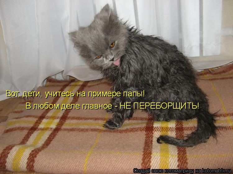 Котоматрица: Вот, дети, учитесь на примере папы! В любом деле главное - НЕ ПЕРЕБОРЩИТЬ!
