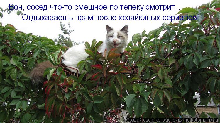 Вон, сосед что-то смешное по телеку смотрит... Отдыхаааешь прям после хозяйкиных сериалов!... Котоматрица: Вон, сосед что-то смешное по телеку смотрит... Отдыхаааешь прям после хозяйкиных сериалов!