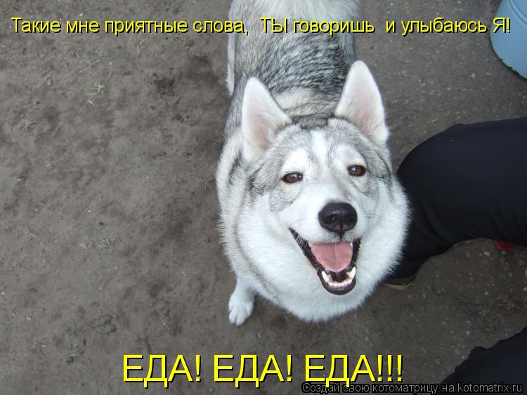 Такие мне приятные слова, ТЫ говоришь и улыбаюсь Я! ЕДА! ЕДА! ЕДА!!!... Котоматрица: Такие мне приятные слова, ТЫ говоришь и улыбаюсь Я! ЕДА! ЕДА! ЕДА!!!