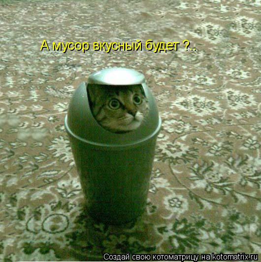 А мусор вкусный будет ?..... Котоматрица: А мусор вкусный будет ?..