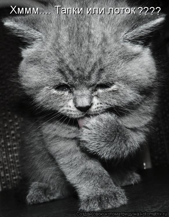 Котоматрица: Хммм.... Тапки или лоток ????