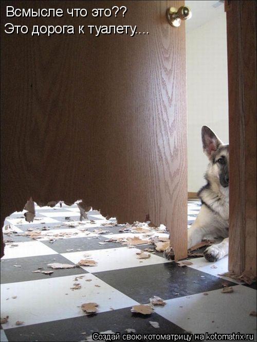 Котоматрица: Всмысле что это?? Это дорога к туалету....