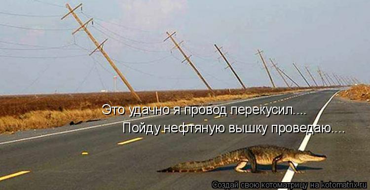 Это удачно я провод перекусил.... Пойду нефтяную вышку проведаю....... Котоматрица: Это удачно я провод перекусил.... Пойду нефтяную вышку проведаю....