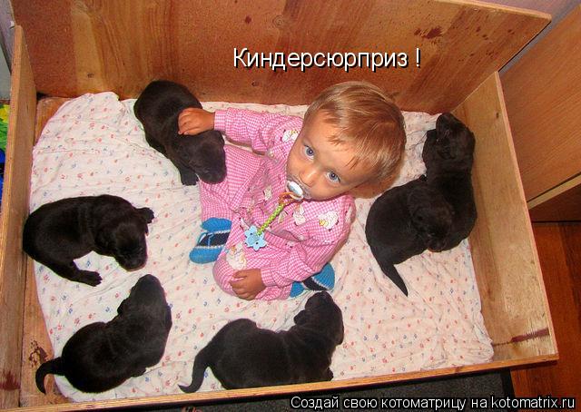 Киндерсюрприз !... Котоматрица: Киндерсюрприз !