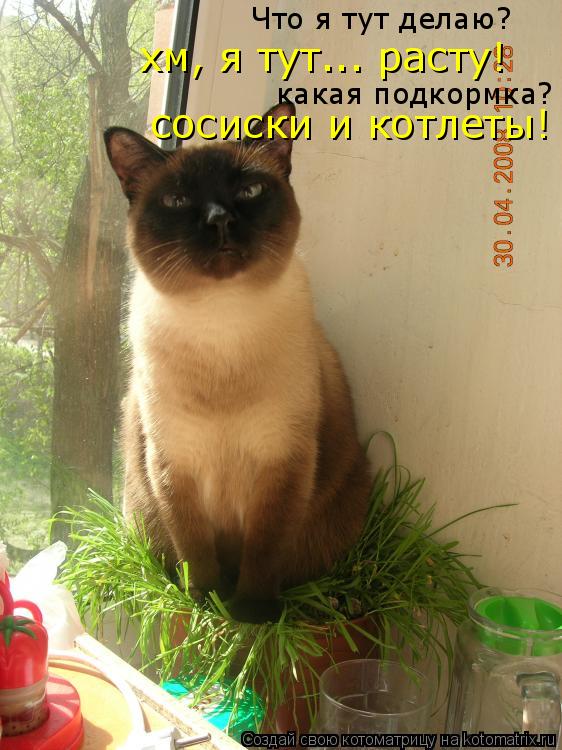 Что я тут делаю? хм, я тут... расту! какая подкормка? сосиски и котлеты!... Котоматрица: Что я тут делаю? хм, я тут... расту! какая подкормка? сосиски и котлеты!