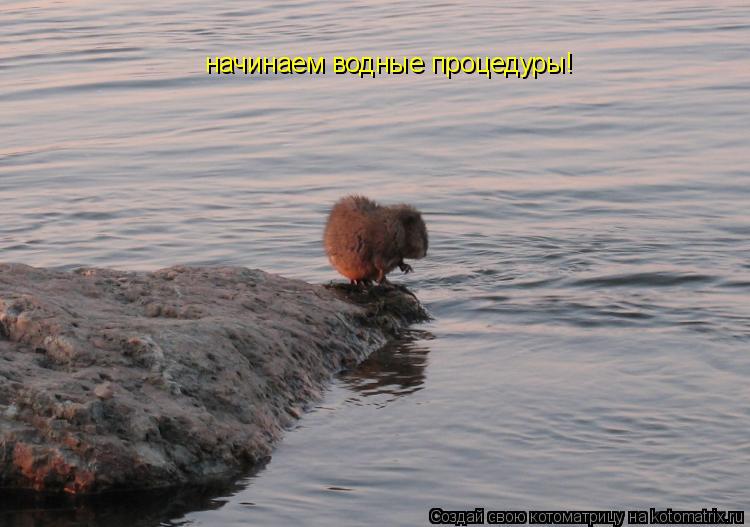 начинаем водные процедуры!... Котоматрица: начинаем водные процедуры!
