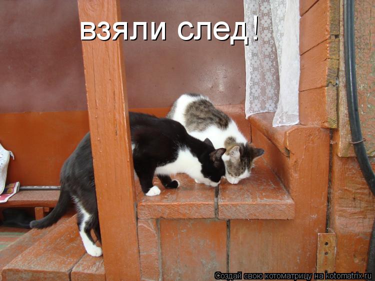 Котоматрица: взяли след!