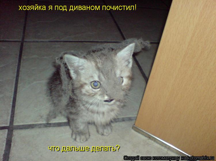 Котоматрица: хозяйка я под диваном почистил! что дальше делать?