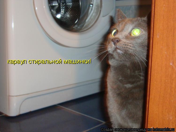 Котоматрица: караул стиральной машинки!