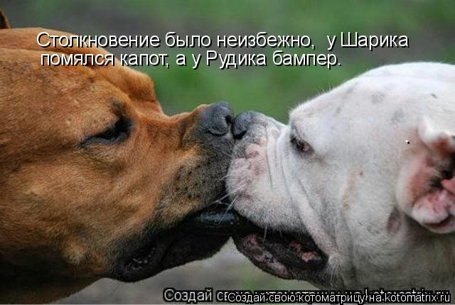 Котоматрица: Столкновение было неизбежно,  у Шарика помялся капот, а у Рудика бампер.