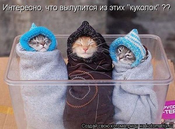 Котоматрица: Интересно, что вылупится из этих "куколок" ??