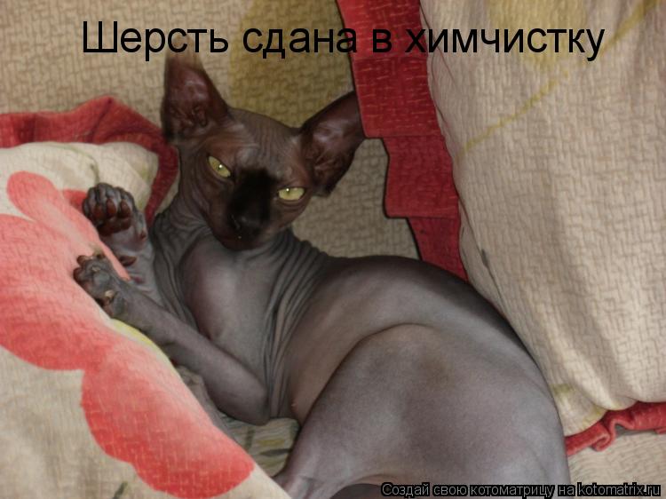 Котоматрица: Шерсть сдана в химчистку