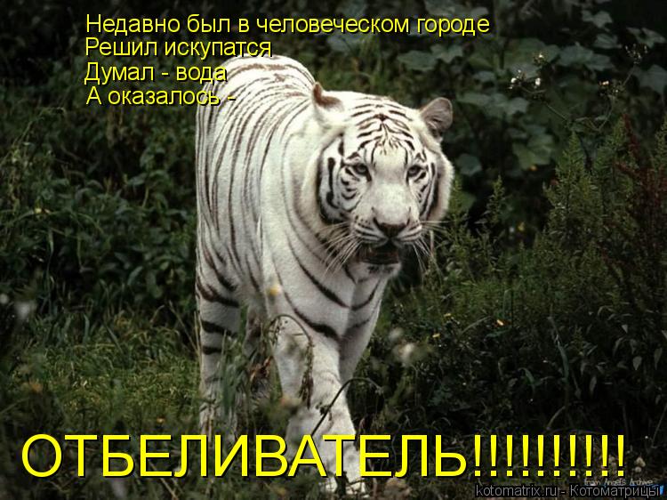 Котоматрица: Недавно был в человеческом городе Решил искупатся Думал - вода А оказалось - ОТБЕЛИВАТЕЛЬ!!!!!!!!!!
