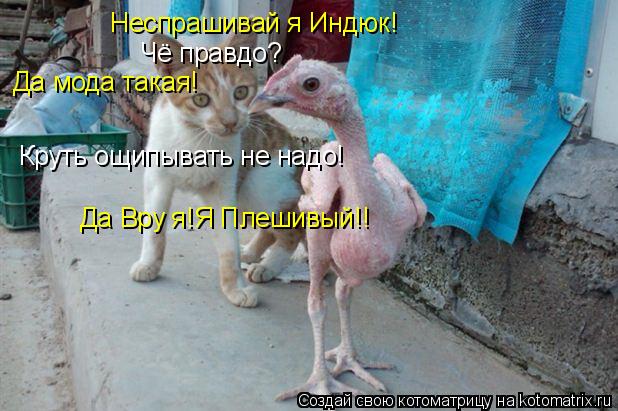 Котоматрица: Неспрашивай я Индюк! Чё правдо? Да мода такая! Круть ощипывать не надо! Да Вру я!Я Плешивый!!
