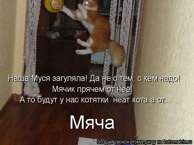 Котоматрица: Наша Муся загуляла! Да не с тем, с кем надо! Мячик прячем от неё! А то будут у нас котятки  неат кота а от... Мяча