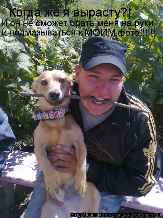 Котоматрица: Когда же я вырасту?! И он не сможет брать меня на руки и подмазываться к  МОИМ фото!!!!!!