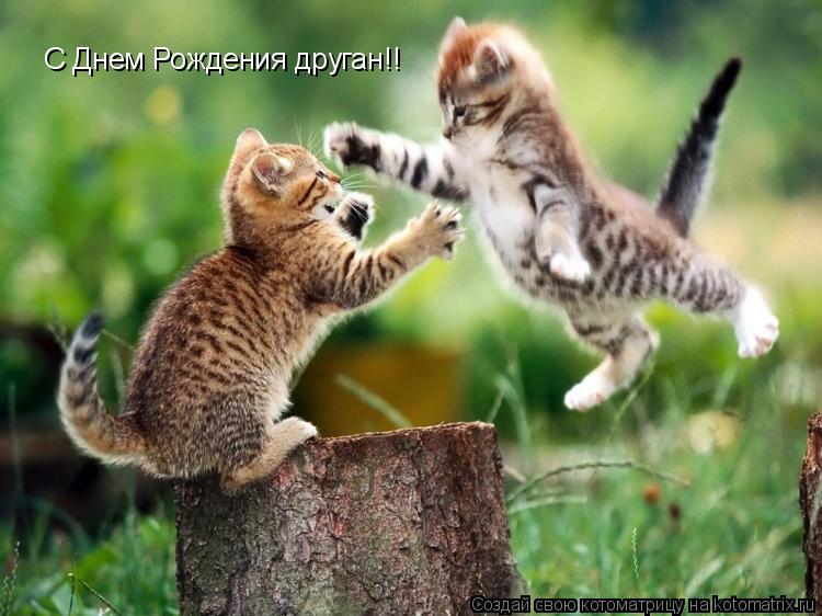 С Днем Рождения друган!!... Котоматрица: С Днем Рождения друган!!