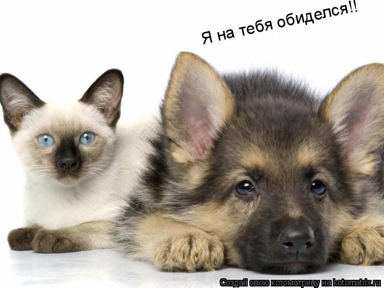 Я на тебя обиделся!!... Котоматрица: Я на тебя обиделся!!
