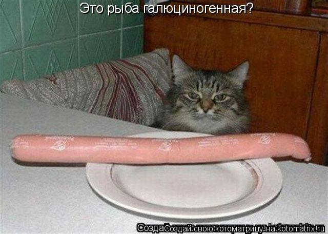 Это рыба галюциногенная?... Котоматрица: Это рыба галюциногенная?