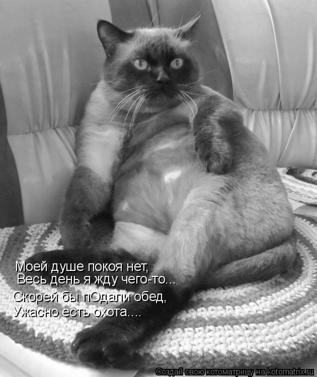 Моей душе покоя нет, Весь день я жду чего-то... Скорей бы пОдали обед, Ужасно есть охота....... Котоматрица: Моей душе покоя нет, Весь день я жду чего-то... Скорей бы пОдали обед, Ужасно есть охота....