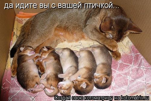 да идите вы с вашей птичкой...... Котоматрица: да идите вы с вашей птичкой...